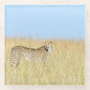 Dessous-de-verre En Verre Cheetah