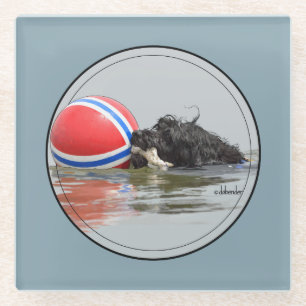 Dessous-de-verre En Verre Chien d'eau portugais avec la boule de balise