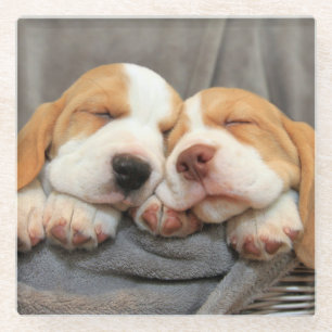 Dessous-de-verre En Verre Chiots somnolents