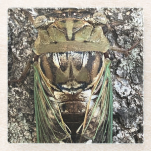 Dessous-de-verre En Verre Cicada