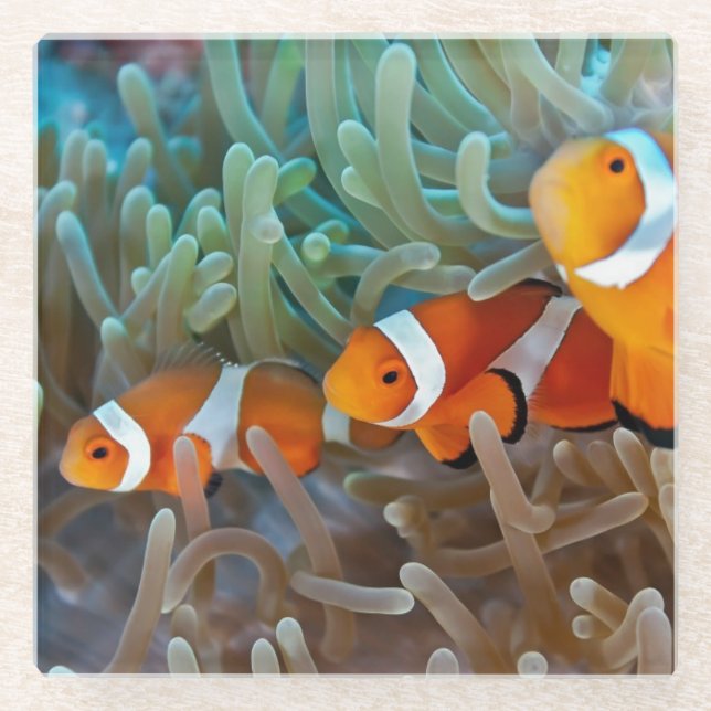 Dessous-de-verre En Verre Clownfish (Devant)