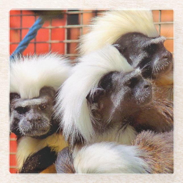 DESSOUS-DE-VERRE EN VERRE COTON - TOP TAMARIN SINGES (Devant)