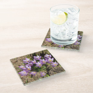 Dessous-de-verre En Verre Crocus de printemps mignons