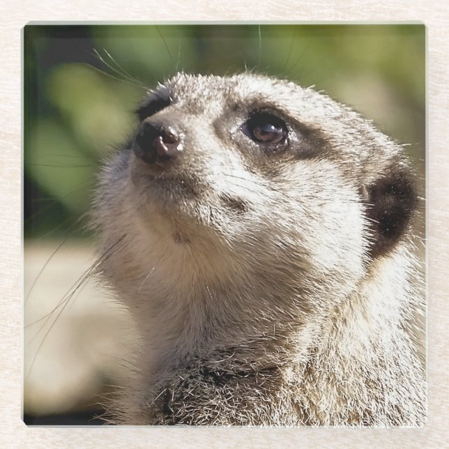DESSOUS-DE-VERRE EN VERRE CUTE MEERKAT (Devant)