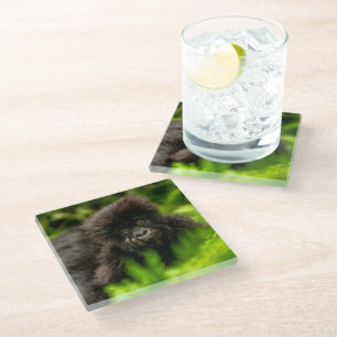 Dessous-de-verre En Verre Cutest Baby Animals Infant Mountain Gorilla