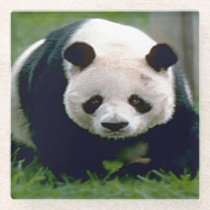 Dessous-de-verre En Verre Dessous de verre en verre/Ours de panda