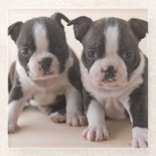 Dessous-de-verre En Verre Deux chiots de Boston Terrier