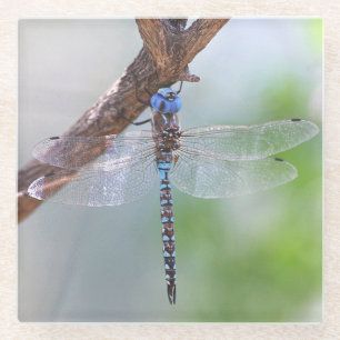 Dessous-de-verre En Verre Dragonfly aux yeux bleus