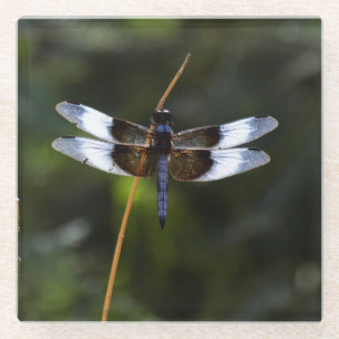 Dessous-de-verre En Verre Dragonfly de la veuve masculine