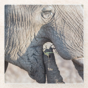 Dessous-de-verre En Verre Elephant feeding