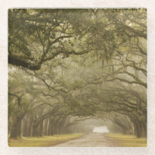 Dessous-de-verre En Verre États-Unis, Géorgie, Savannah, Une route bordée