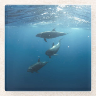 Dessous-de-verre En Verre Famille Dolphin sous-marine