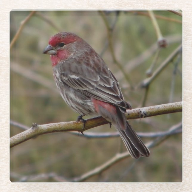 Dessous-de-verre En Verre Finch pourpre (Devant)