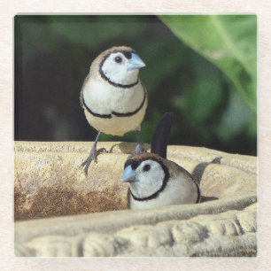 Dessous-de-verre En Verre Finches à double barreau