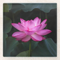 Fleur de Lotus