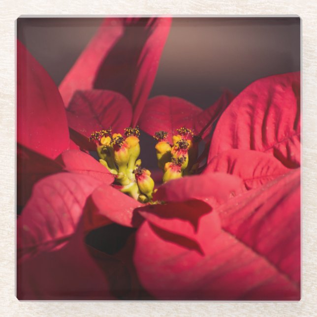 Dessous-de-verre En Verre Fleur d'étoile rouge (Devant)