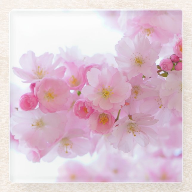 Dessous-de-verre En Verre Fleur rose de cerisiers japonais (Devant)