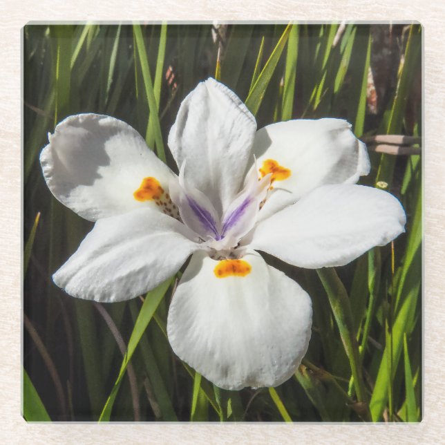 Dessous-de-verre En Verre Fleur tropicale blanche (Devant)