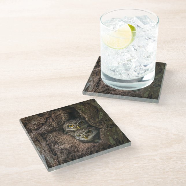 Dessous-de-verre En Verre Forests | Two Owls Looking (Incliné)