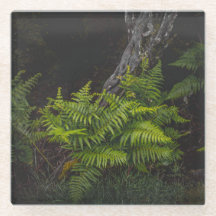 Fougères de forêt sombre de bois, esthétique sombr