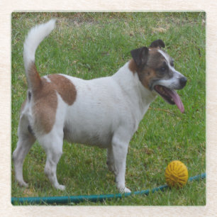 Dessous-de-verre En Verre Fox Terrier Avec Sa Balle,