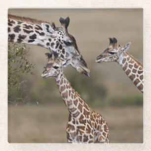 Dessous-de-verre En Verre Girafe maasaï (Giraffe Tippelskirchi)