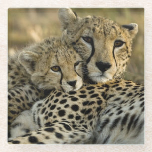 Dessous-de-verre En Verre Guépard, Acinonyx jubatus 2