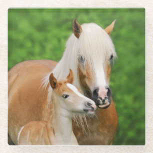 Dessous-de-verre En Verre Haflinger Horse mignon Bébé Foal Baiser Mum Pony P