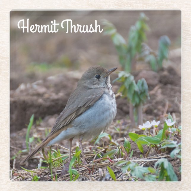 Dessous-de-verre En Verre Hermite Thrush (Devant)