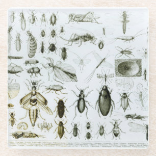 Dessous-de-verre En Verre Insectes d'entomologie
