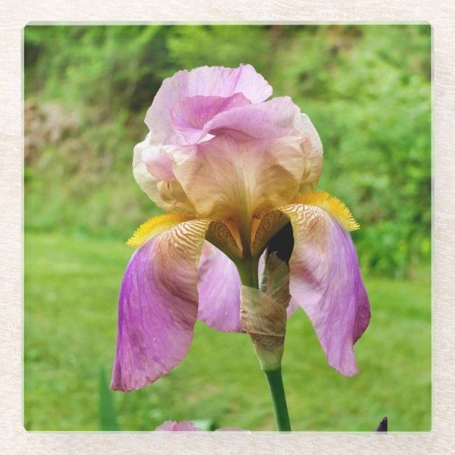 Dessous-de-verre En Verre Iris à poils (Devant)