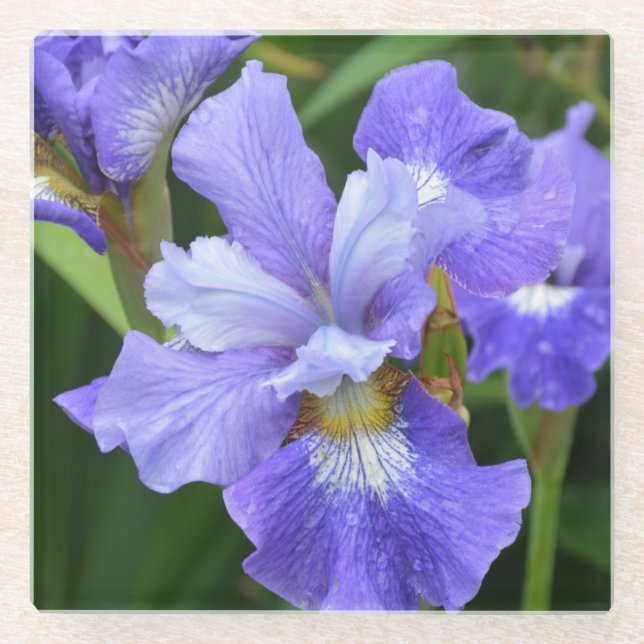 Dessous-de-verre En Verre Iris pourpre (Devant)