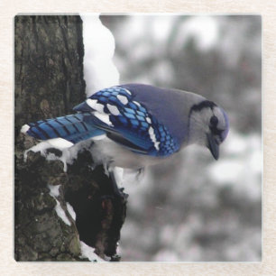 Dessous-de-verre En Verre Jay bleu hiver