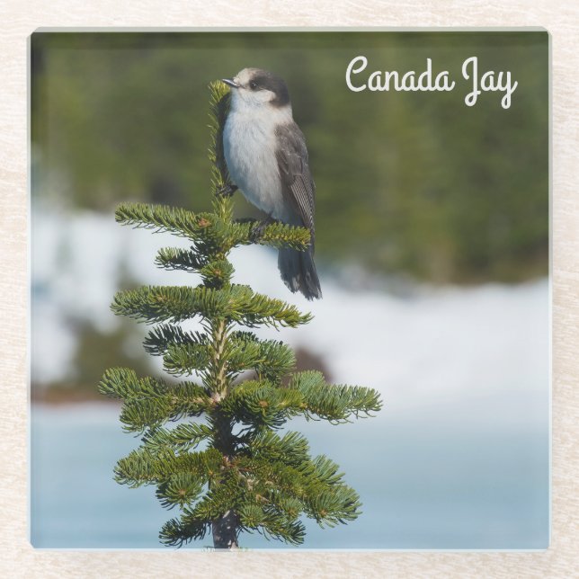 Dessous-de-verre En Verre Jay du Canada (Devant)