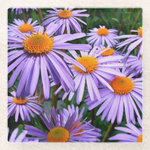 Dessous-de-verre En Verre Joli Asters pourpres