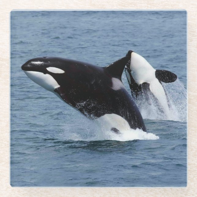 Dessous-de-verre En Verre Killer whales (Devant)