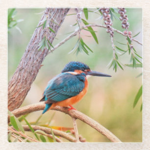 Dessous-de-verre En Verre Kingfisher Perché sur la branche