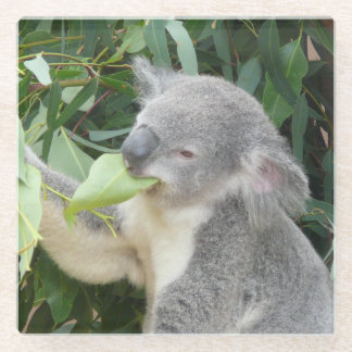 Dessous-de-verre En Verre Koala mangeant une feuille d'eucalyptus