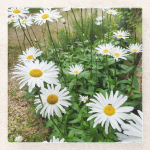 Dessous-de-verre En Verre Leucanthemum Blooms