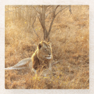 Dessous-de-verre En Verre Lion