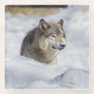 Dessous-de-verre En Verre Loup solitaire en neige