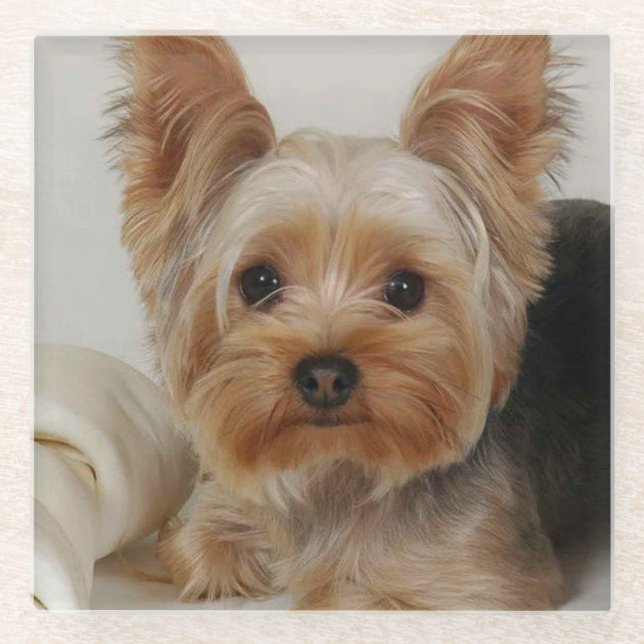 Dessous-de-verre En Verre Magnifique Yorkshire Terrier (Devant)