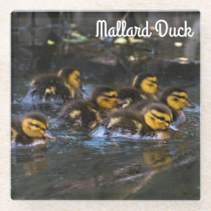 Dessous-de-verre En Verre Mallard Ducklings
