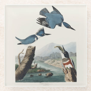 Dessous-de-verre En Verre Œuvre d'art vintage d'Audubon sur le martin-pêcheu