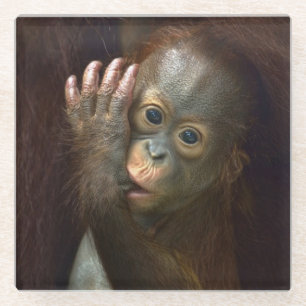 Dessous-de-verre En Verre Orang-outan