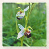Orchidée