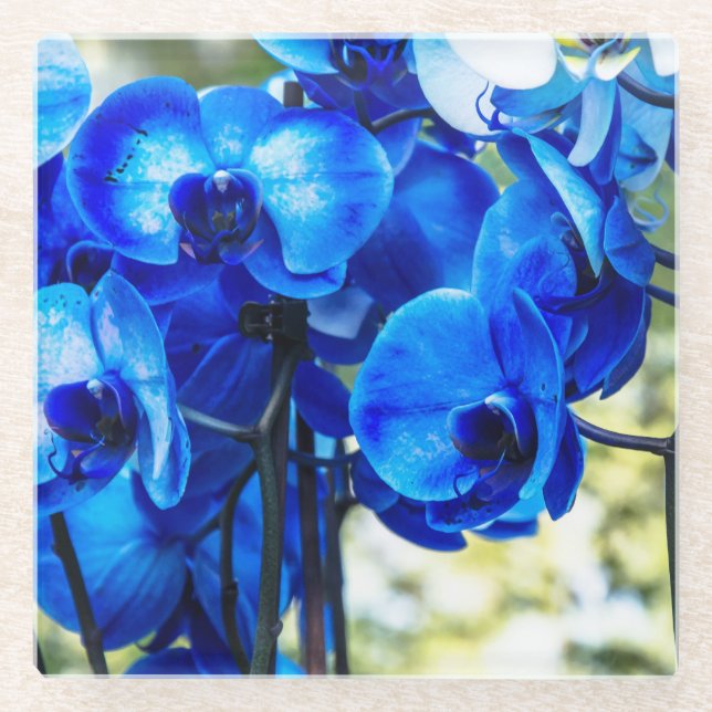 Dessous-de-verre En Verre Orchidées bleues (Devant)