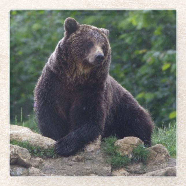 Dessous-de-verre En Verre Ours Brown (Devant)