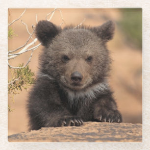 Dessous-de-verre En Verre Ours gris CUB