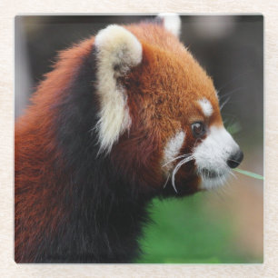 Dessous-de-verre En Verre Panda rouge